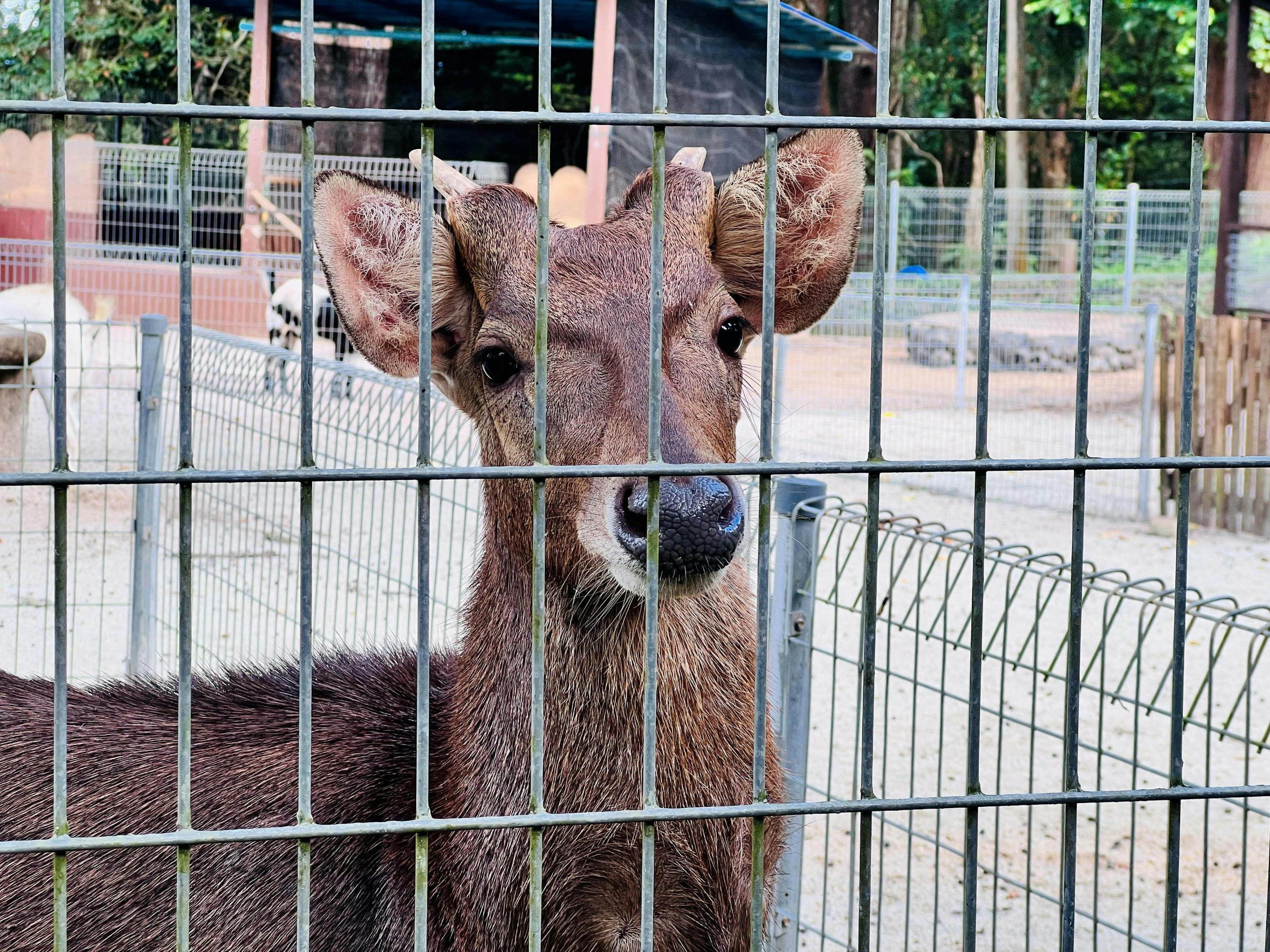 Zoo Teruntum Kuantan: Entry Ticket