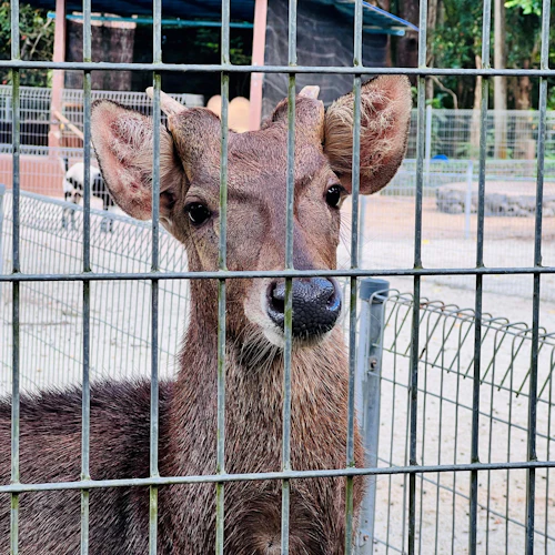 Zoo Teruntum Kuantan: Entry Ticket