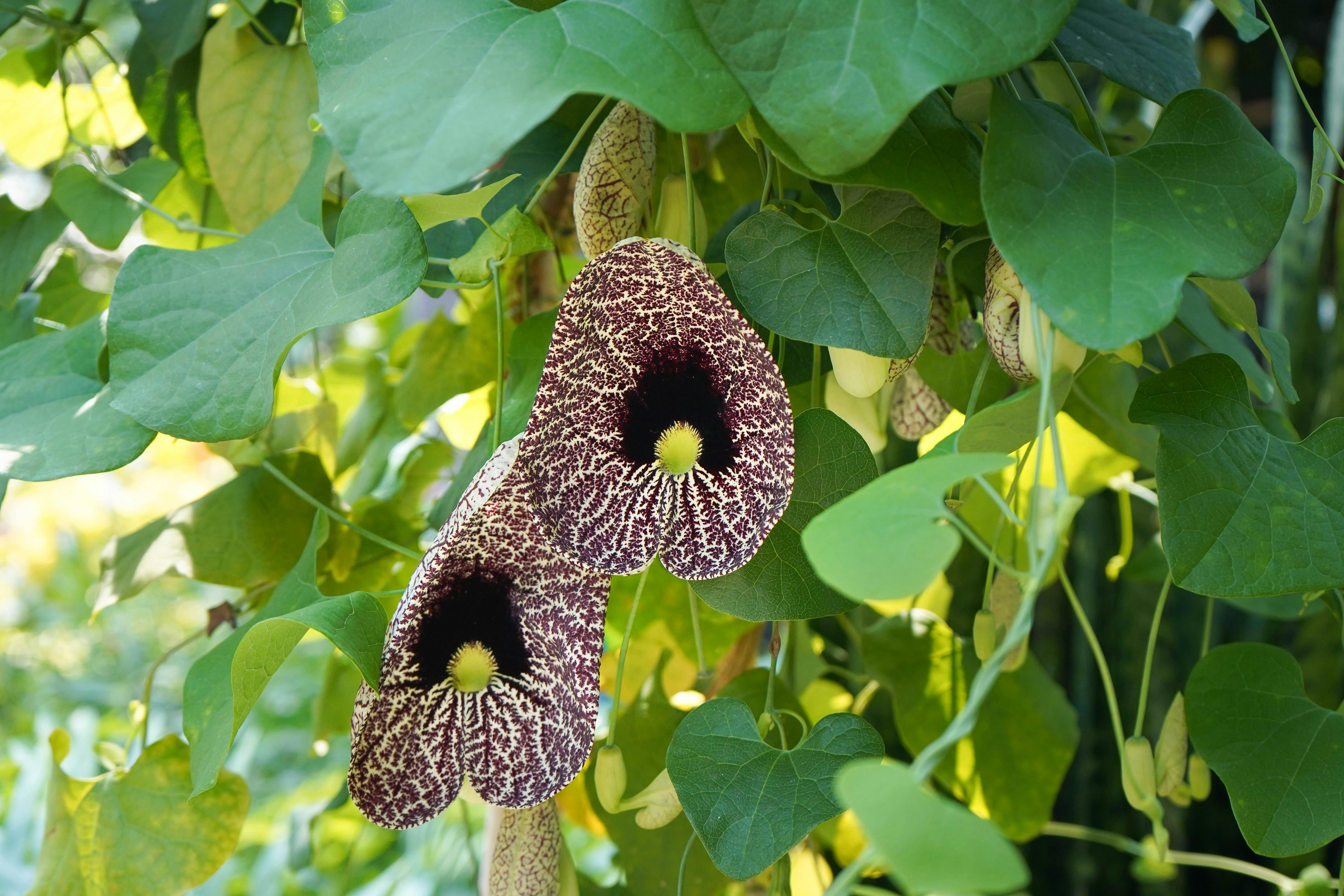 Bloedel Conservatory