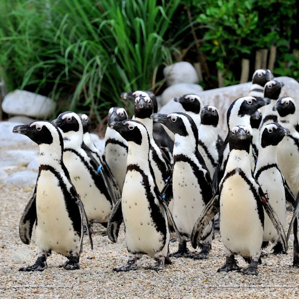 A group of penguins standing on a gravel path, with rocks and green plants in the background.