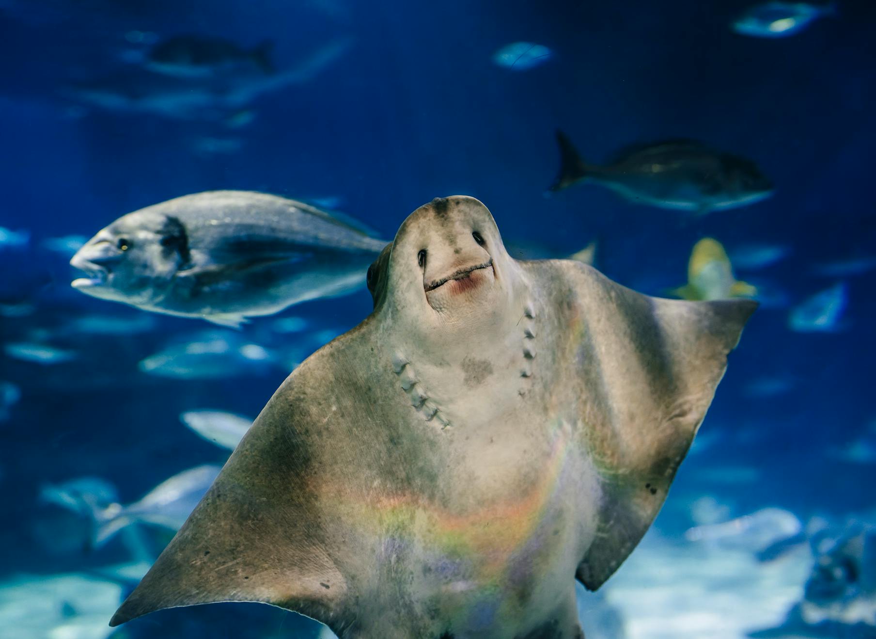Une raie dans un aquarium, entourée de poissons nageant dans un environnement d'eau bleue.