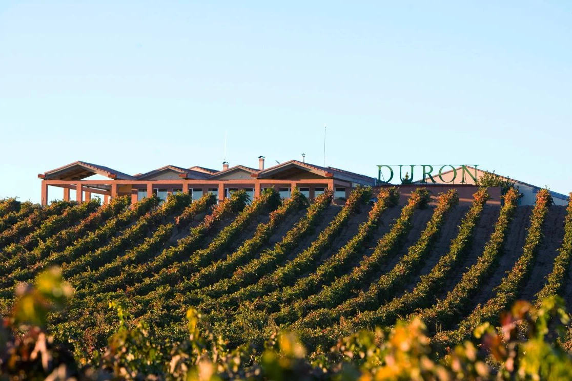 Visit with Wine, Appetizer and Tasting Menu Option in Ribera del Duero