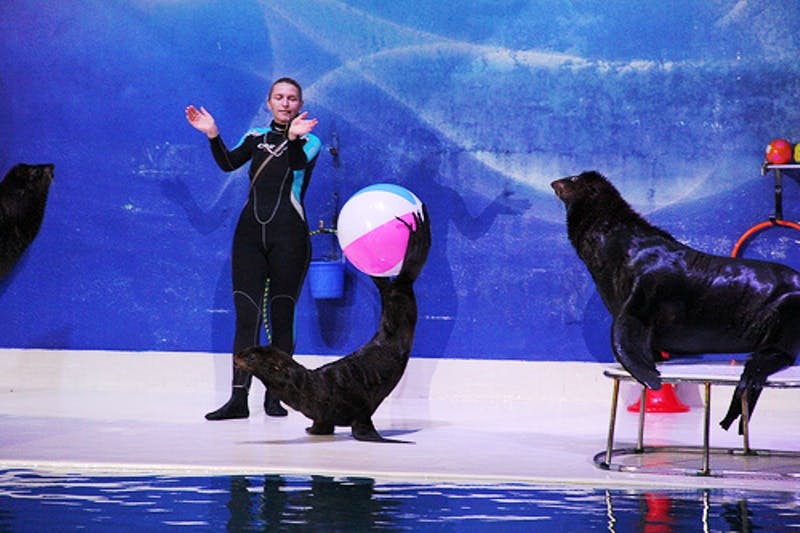 Un addestratore in muta fa dei gesti con le mani verso una foca che tiene in equilibrio un pallone da spiaggia colorato sul naso davanti a uno sfondo blu.