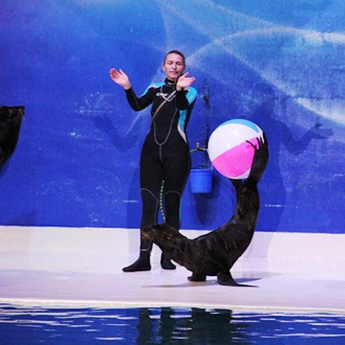 Dubai Dolphinarium: Exposição Dolphin and Seal Show - Photo 5