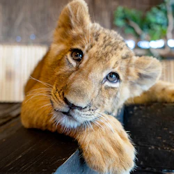 Viaport Theme Park with Aquarium and Lion Park: Entry Ticket 3