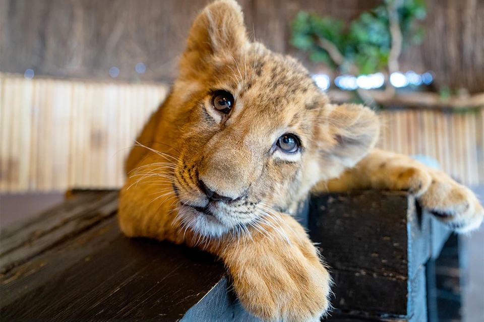 Lion Park