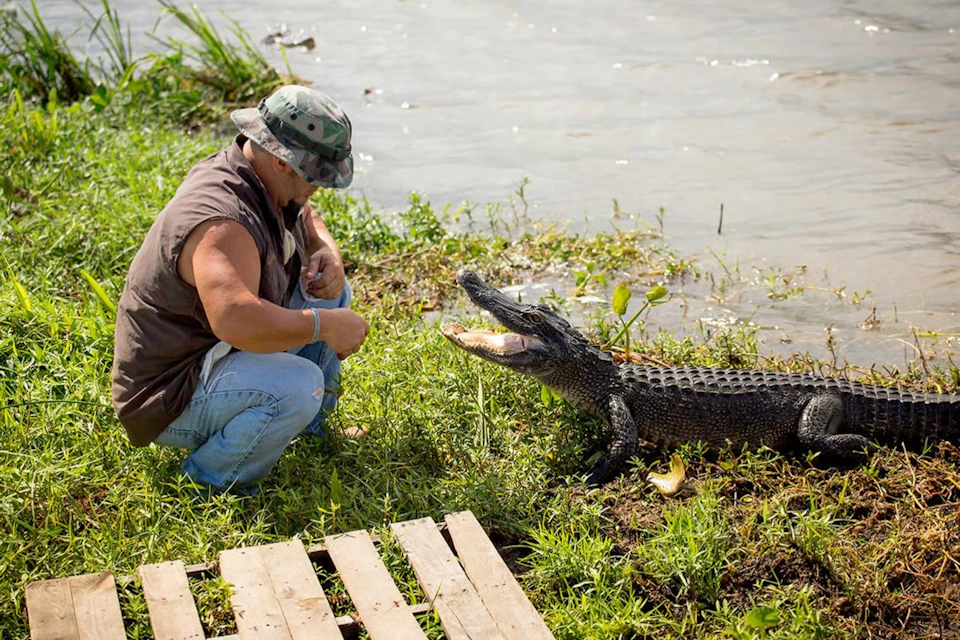 A person kneels near an alligator by a riverbank, holding out their hand as the alligator opens its mouth.