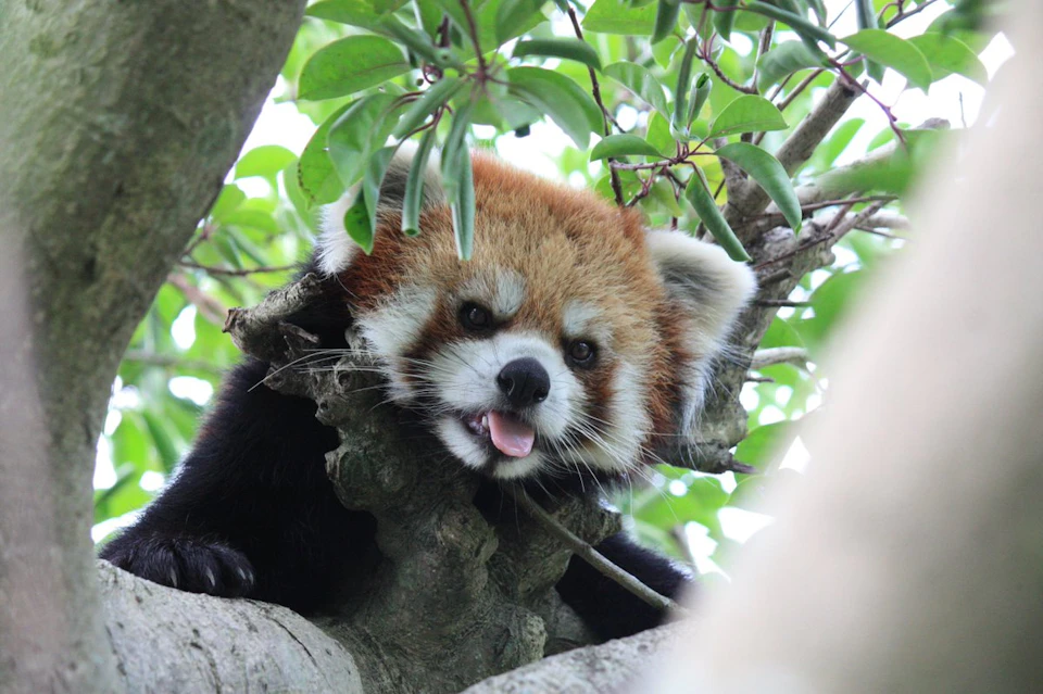 A red panda perched on a tree branch with green leaves, looking toward the camera with its tongue slightly out.