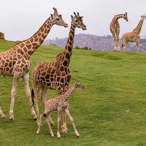 San Diego Zoo Safari Park: Entry Ticket