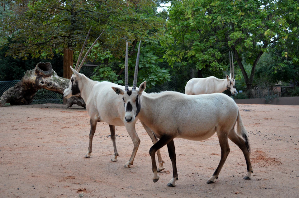 Three antelopes with long, straight horns stand on sandy ground with trees and greenery in the background.