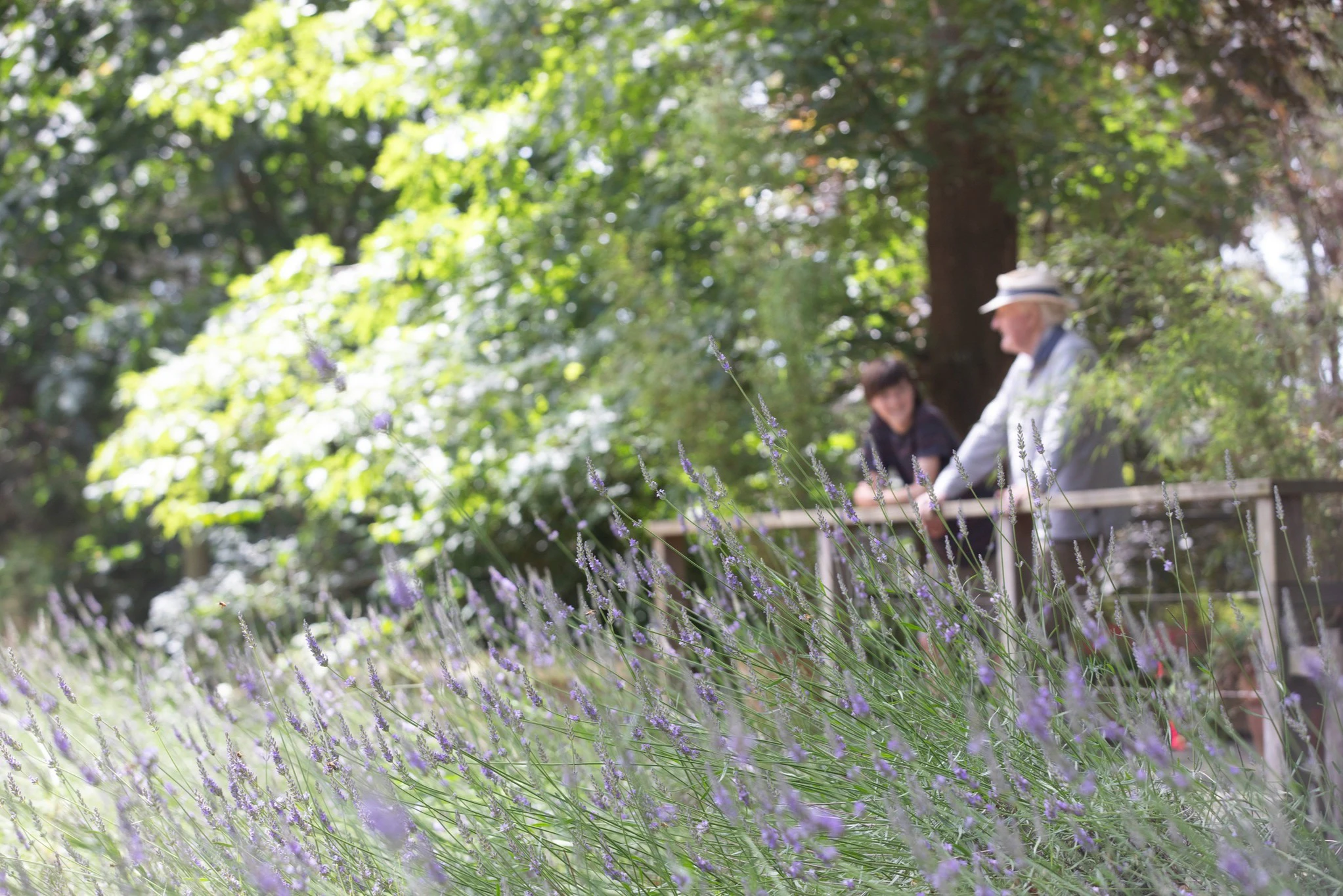 Ashcombe Maze & Lavender Gardens: Entry Ticket