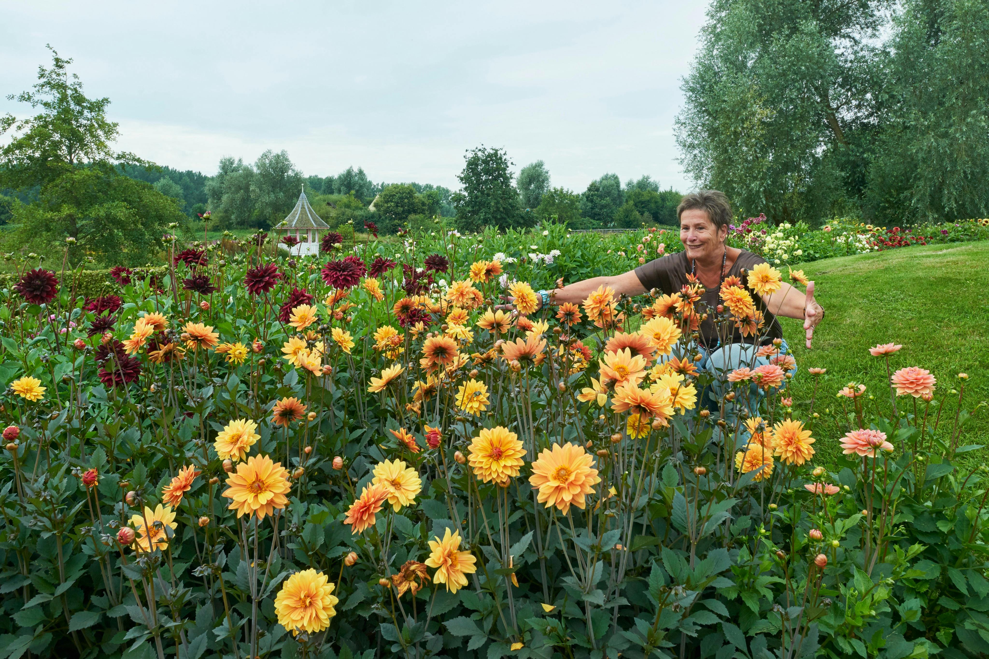 Flowerpark Appeltern的Dahlia's