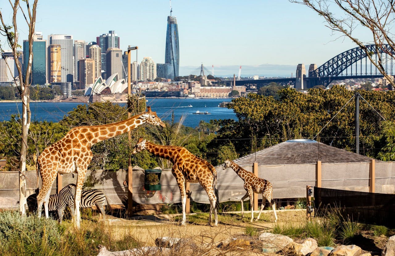 Taronga Zoo Sydney Tickets | Tiqets