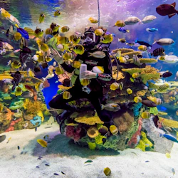 Ripley's Aquarium Myrtle Beach: Entry Ticket 2