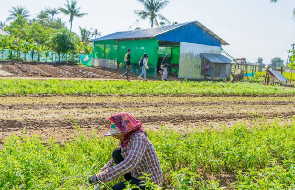 Person harvesting crops in a field, with a building and several other people walking in the background. Palm trees visible.