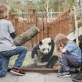 Großer Panda Kopenhagener ZOO