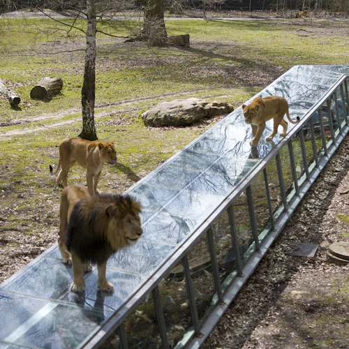 Lejon går på och bredvid en glastunnel i en inhägnad utomhus med träd och stenar.