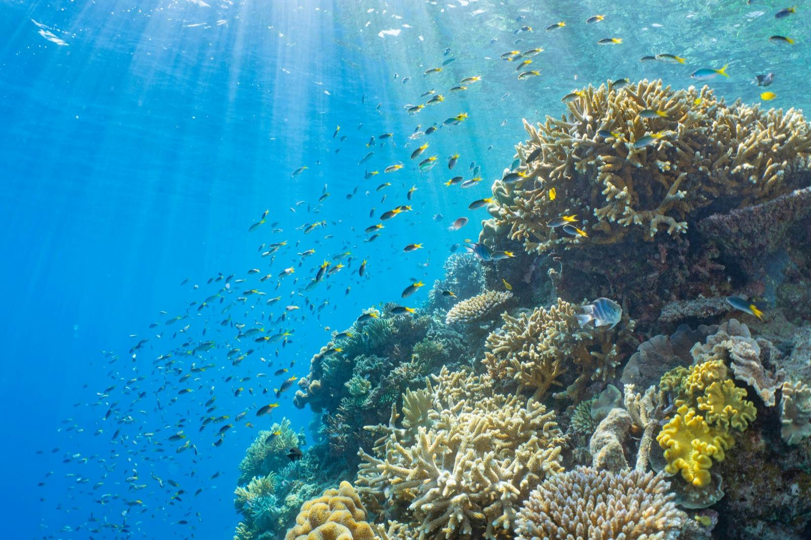 Underwater scene with a vibrant coral reef, numerous small fish swimming, and sunlight filtering through the clear blue water.