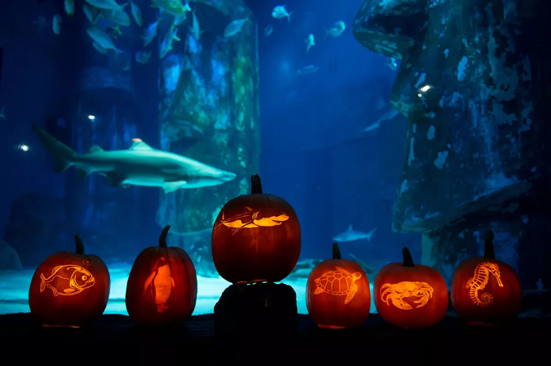 Lit jack-o'-lanterns with sea animal carvings, set in front of a large aquarium tank with various swimming fish and a shark.