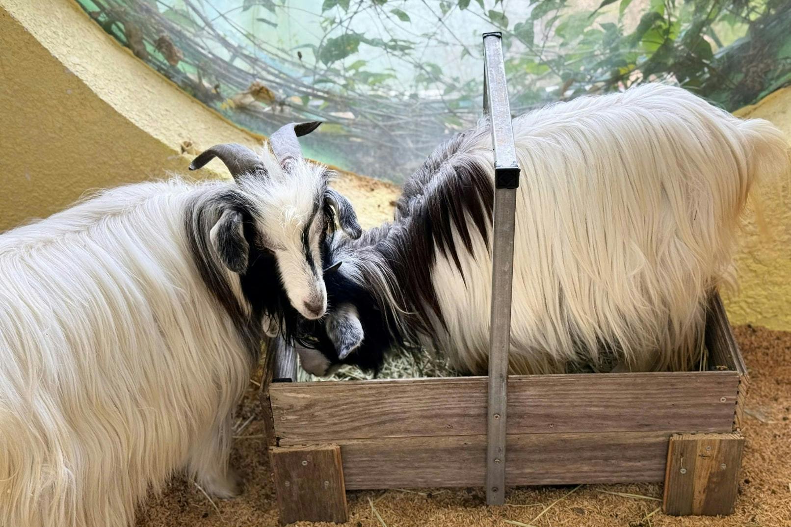 Two goats with long fur are eating from a wooden trough inside a pen with a mesh background.