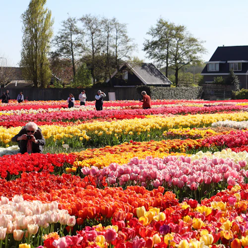 Tulip Experience Amsterdam: bilhete de entrada + Audioguia opcional - Photo 6
