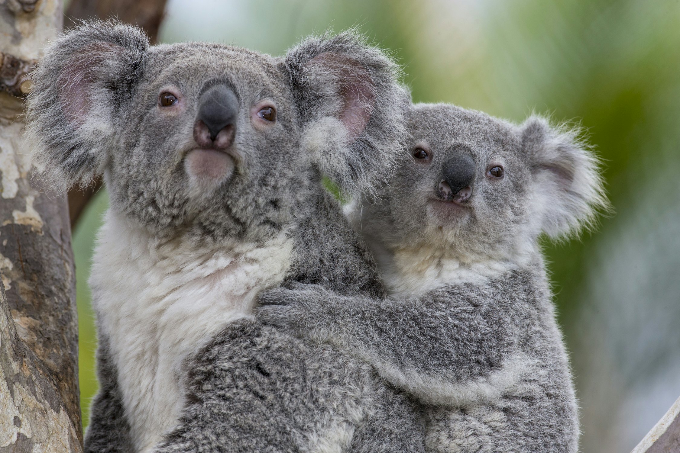 Коала природе. Австралийская коала. Коала сумчатое животное. Мишка коала. Семья коал.
