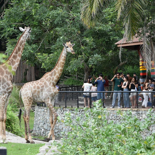Khao Kheow Open Zoo: Entry Ticket - Photo 5
