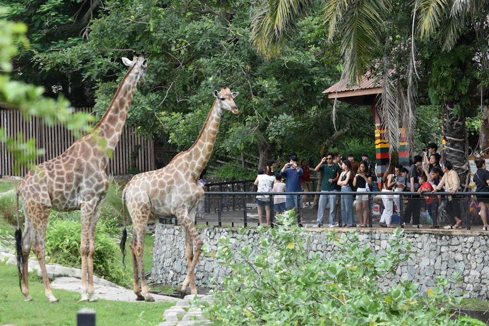 Khao Kheow Open Zoo Pattaya
