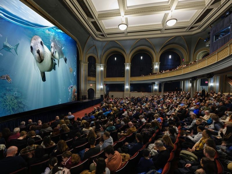 Exhibition: Sea Lions: Life by a Whisker, American Museum of Natural