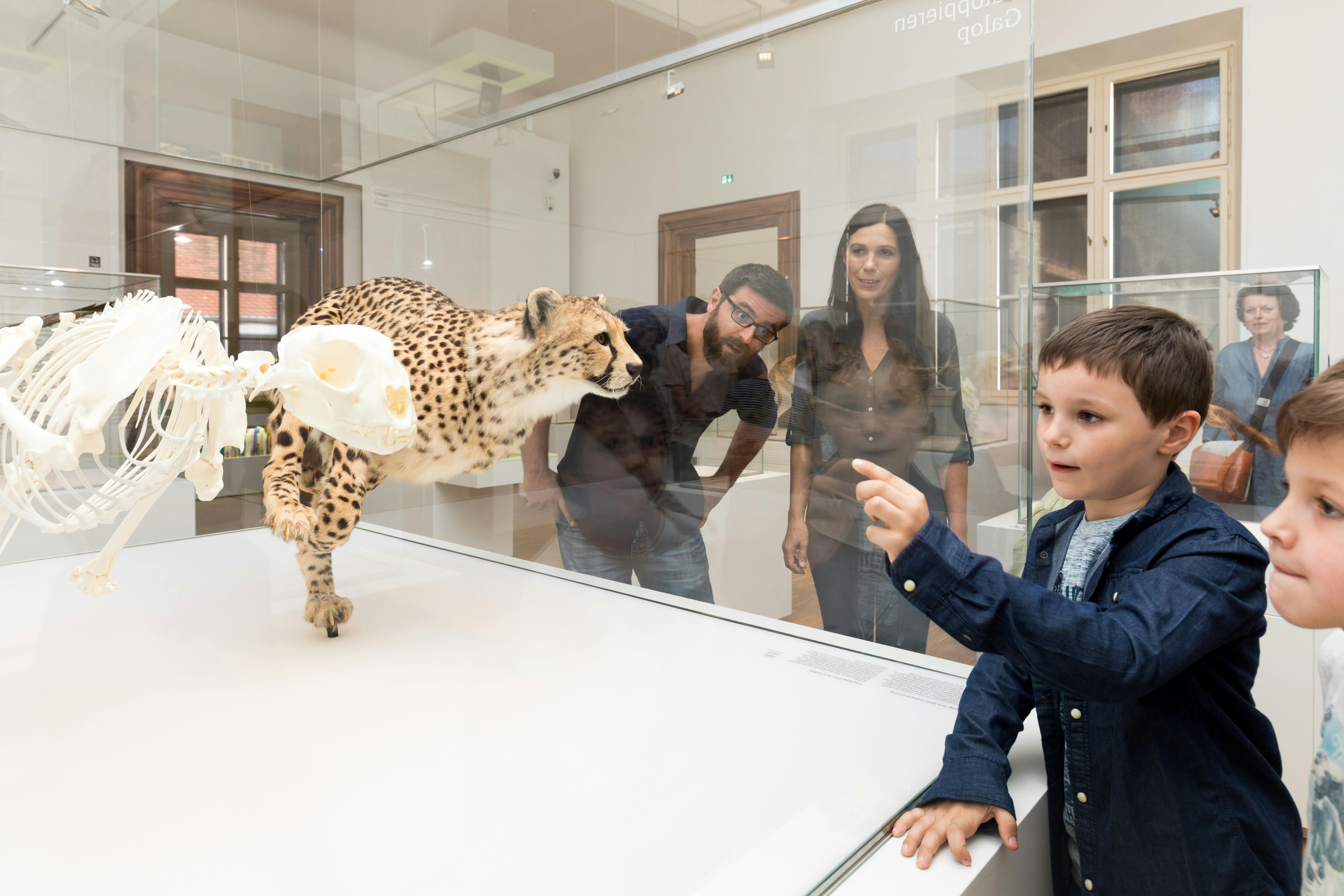 Natural History Museum Graz - Joanneumsviertel