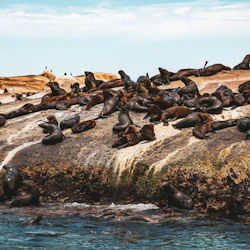 Duiker Island: Seal Sightseeing Cruise 2