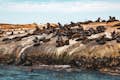 Cape Fur Seals bathing in the sun