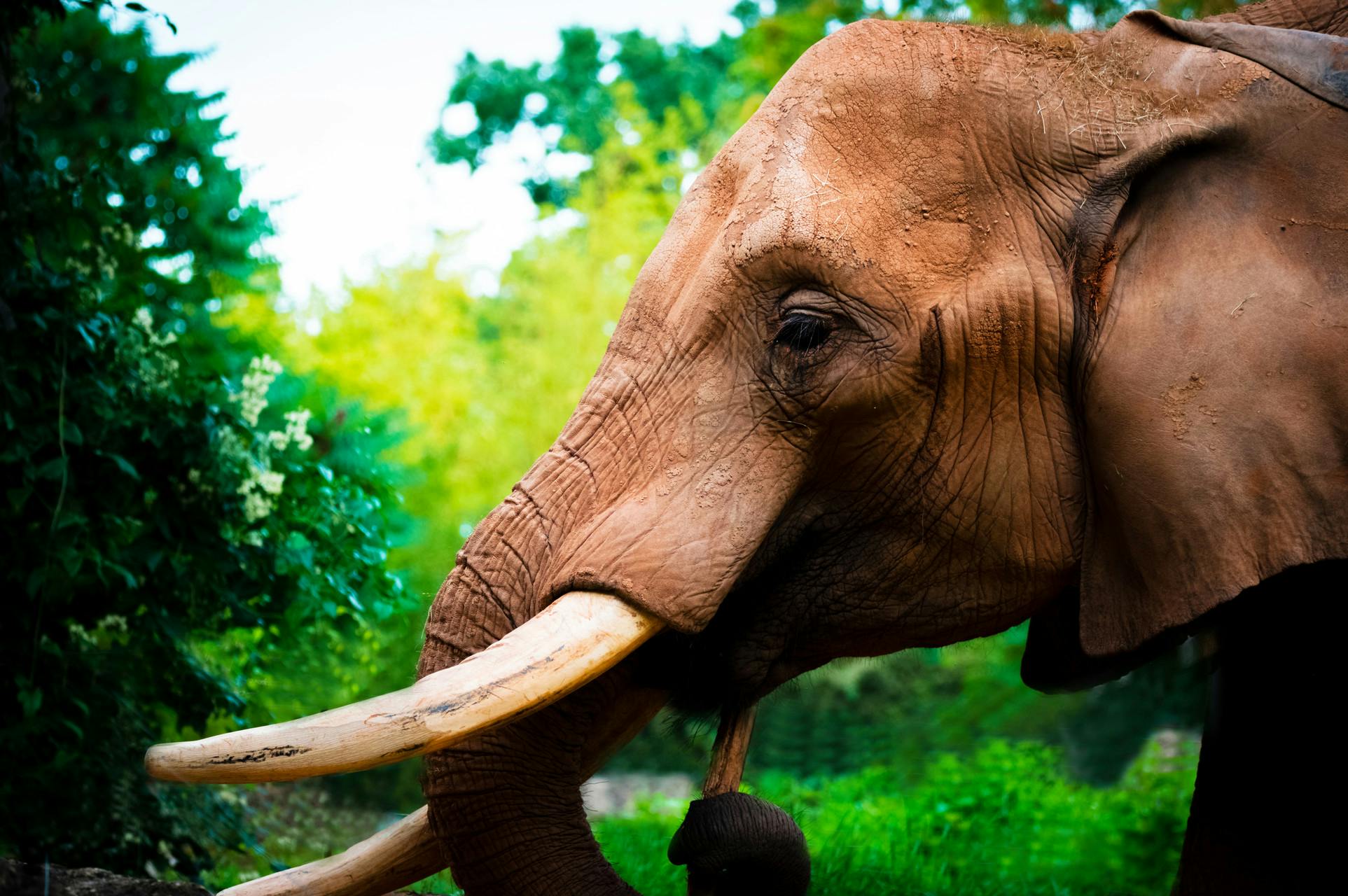 Zoo Amnéville Tickets mit Schnelleinlass Tiqets