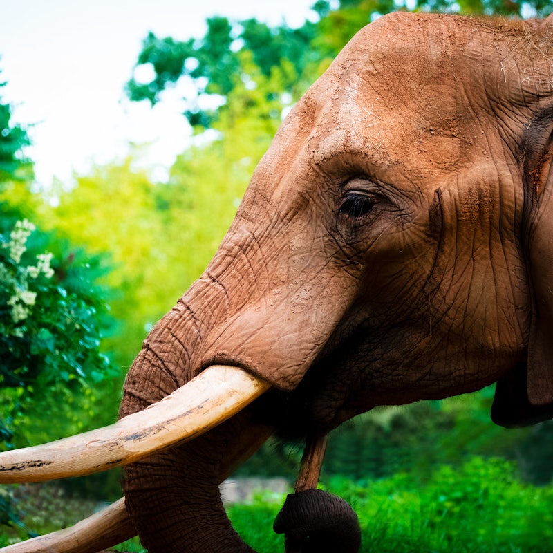 Zoo Amnéville Tickets mit Schnelleinlass Tiqets