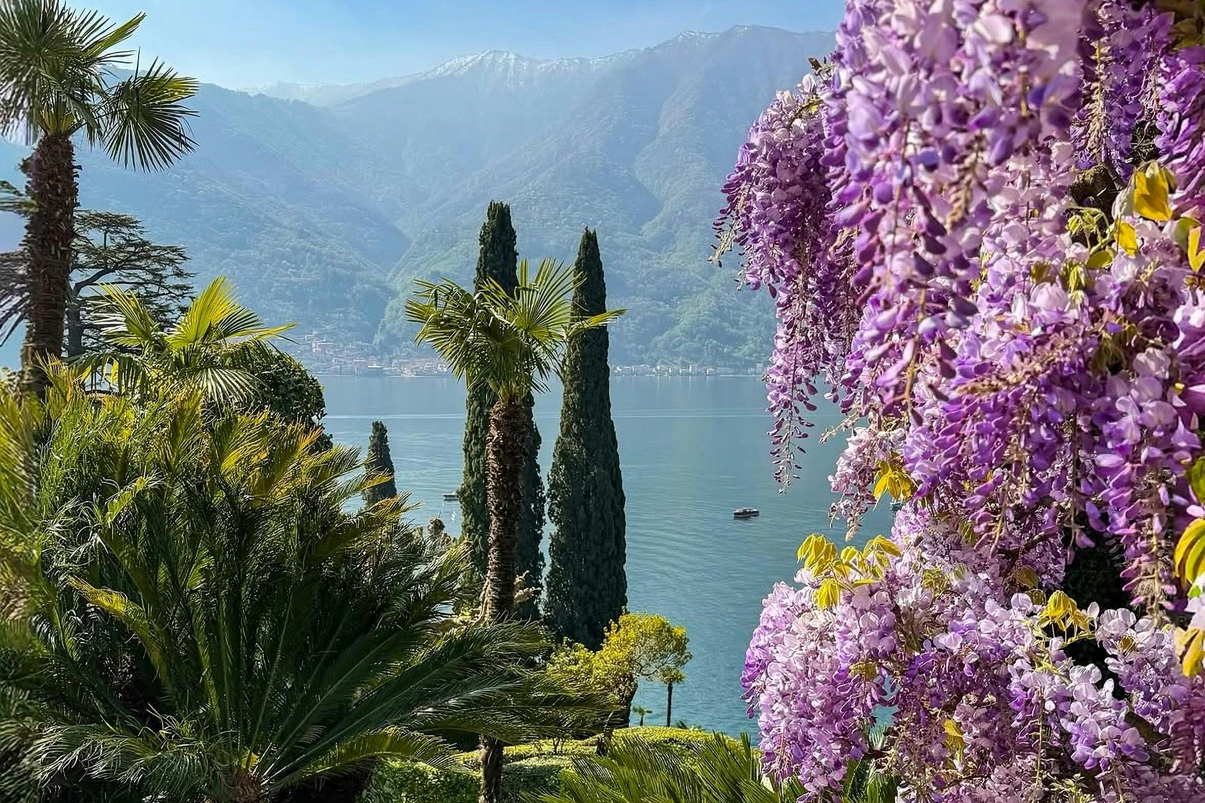 A scenic lake view surrounded by tall trees and vibrant purple flowers, with mountains in the background.