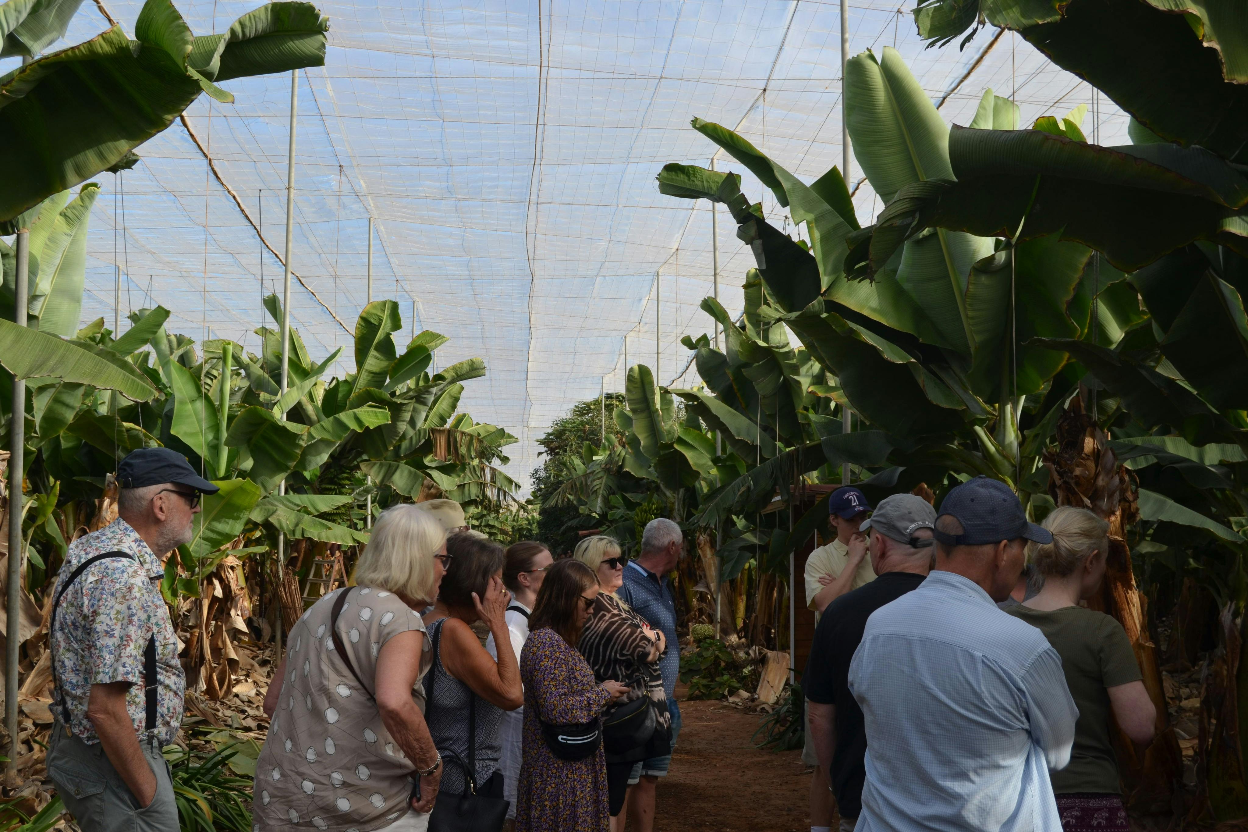 ラス・マルガリータス・バナナ・プランテーションのガイド付きツアー