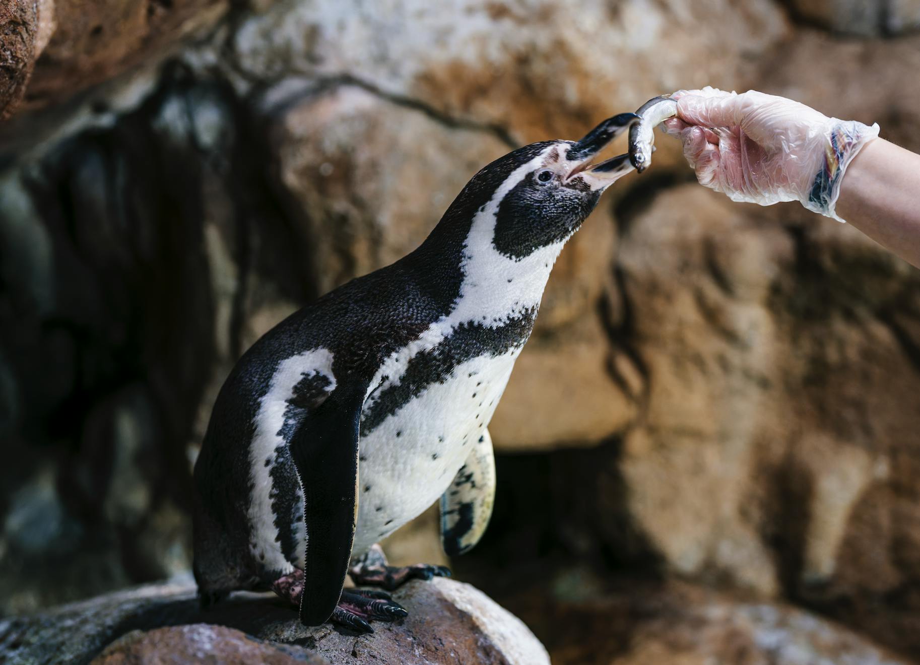 Un pingouin nourri d'un poisson par une main gantée sur un fond rocheux.