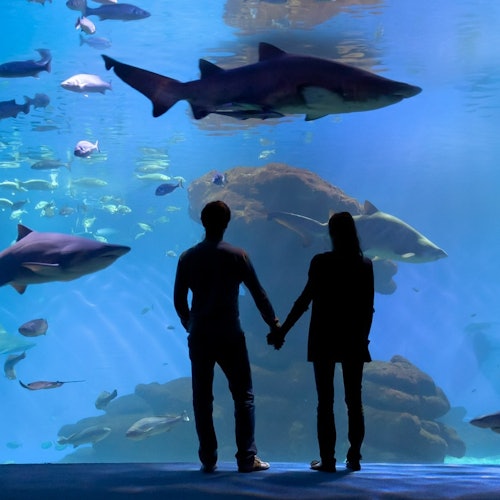 Palma Aquarium Duo Pack & 3D Cinema Whales