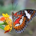 Tabanan Butterfly Park Bali