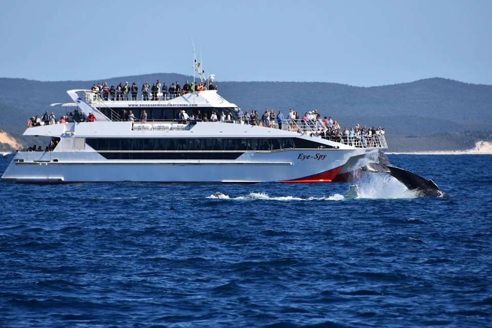 A boat named "Eye Spy" filled with people watching a whale emerge from the water in the ocean.