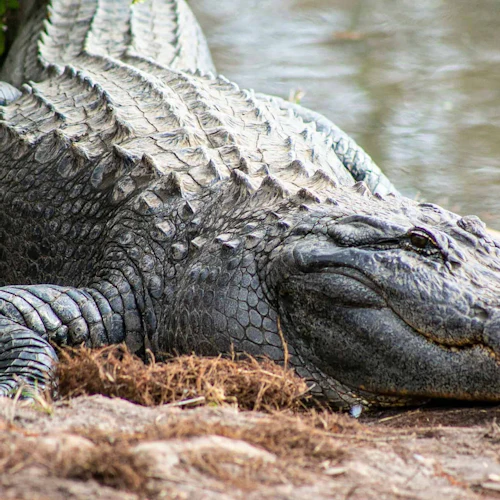 Gatorland Orlando: Gator Night Shine