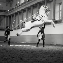 Lipizzaner Performance at the Spanish Riding School 2