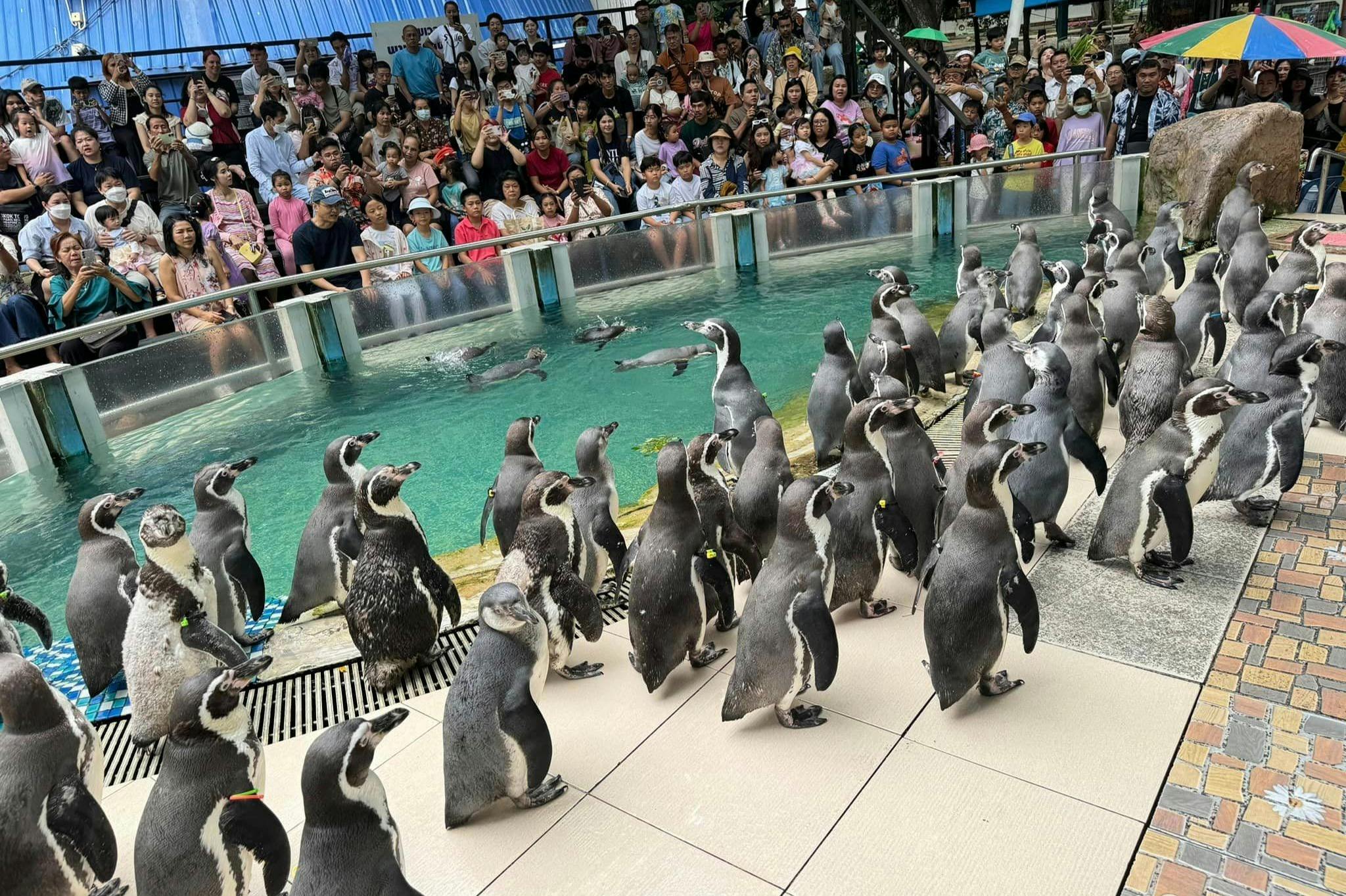 芭堤雅Khao Kheow开放式动物园