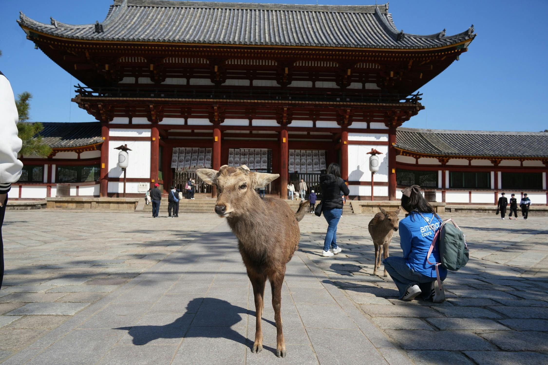 Himeji Castle, Kobe Chinatown & Nara Park: Small Group Guided Tour from Osaka - Photo 6