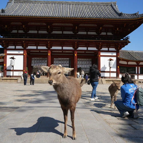 Himeji Castle, Kobe Chinatown & Nara Park: Small Group Guided Tour from Osaka - Photo 6