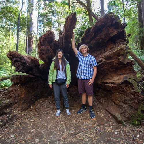 Mt. Field, Bonorong Wildlife Sanctuary e Mt. Wellington: Visita guiada - Photo 4