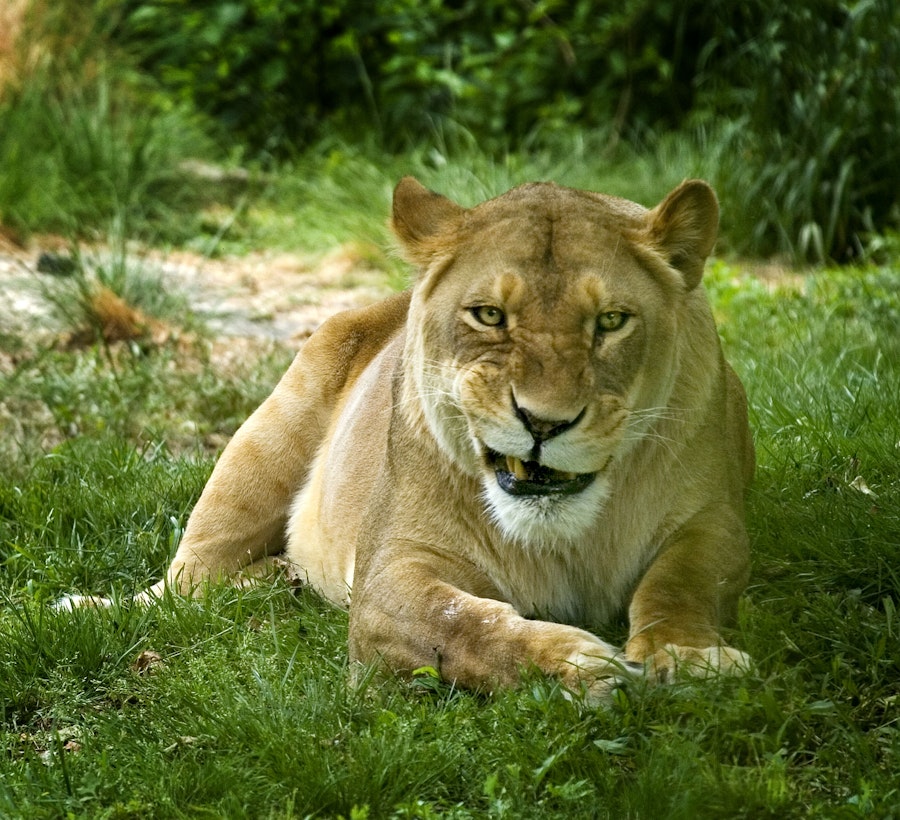 Bronx Zoo Tickets Hellotickets