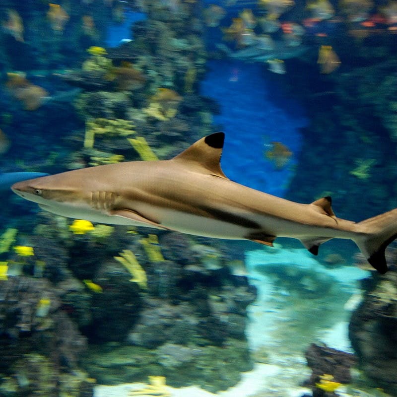 Rekin pływa w pobliżu rafy koralowej w tętniącym życiem akwarium z różnymi kolorowymi rybami.