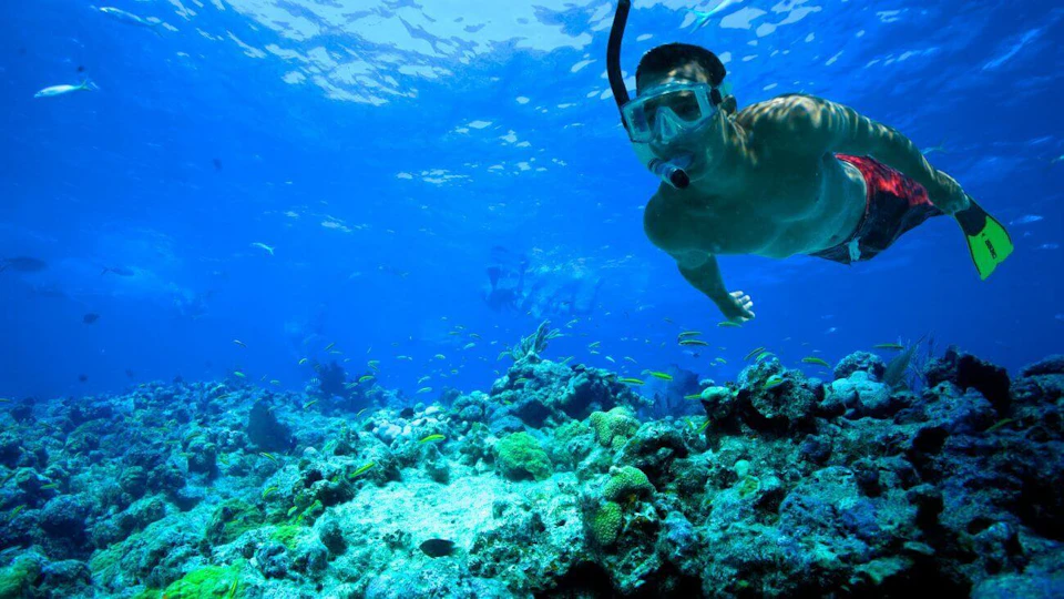 A snorkeler swims over a vibrant coral reef, surrounded by various small fish, in clear blue water.