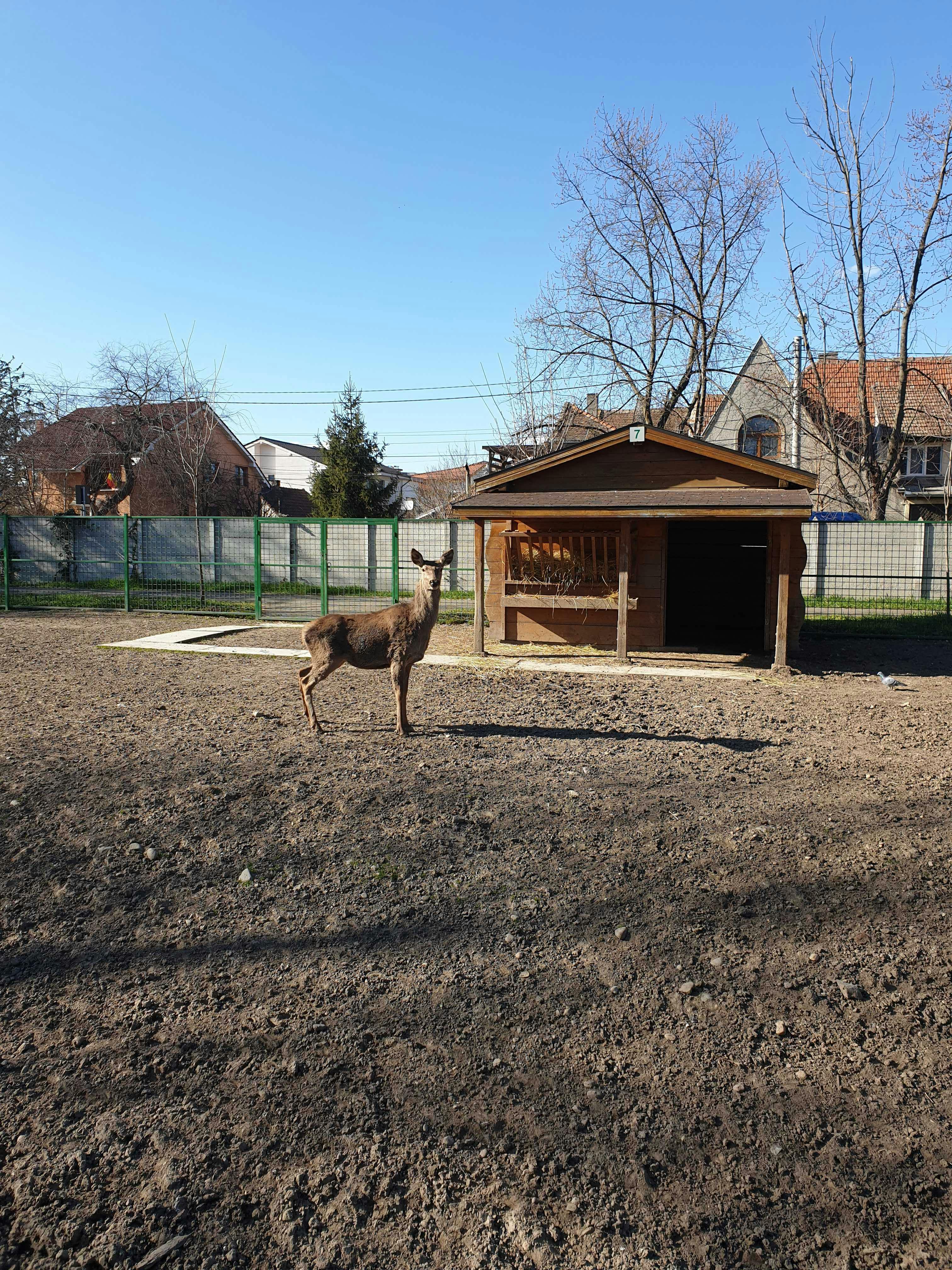 A deer stands in front of a small wooden shed in a fenced yard, with houses and bare trees in the background.